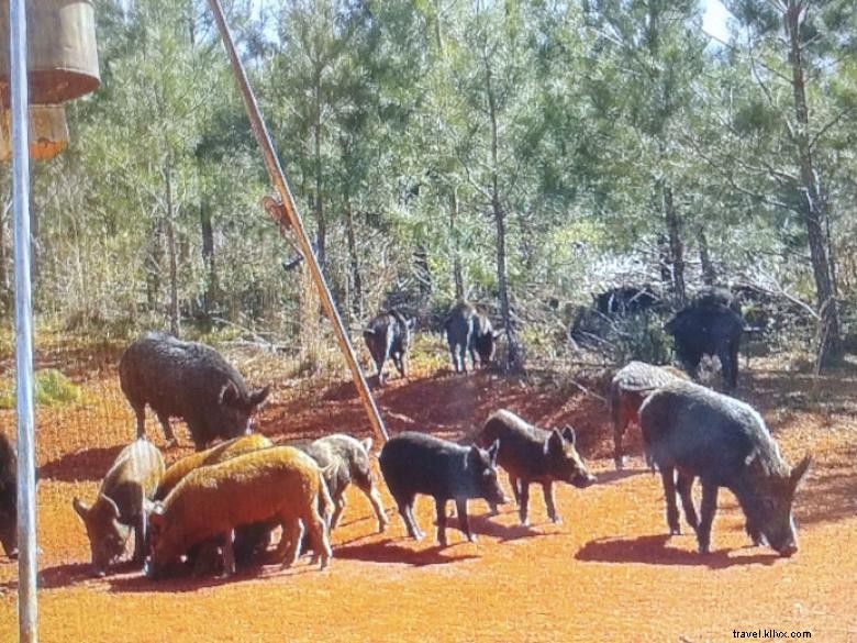 Explore Woods-N-Water: Premier Hunting & Fishing Adventures