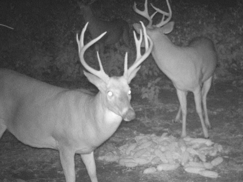 Explore Woods-N-Water: Premier Hunting & Fishing Adventures