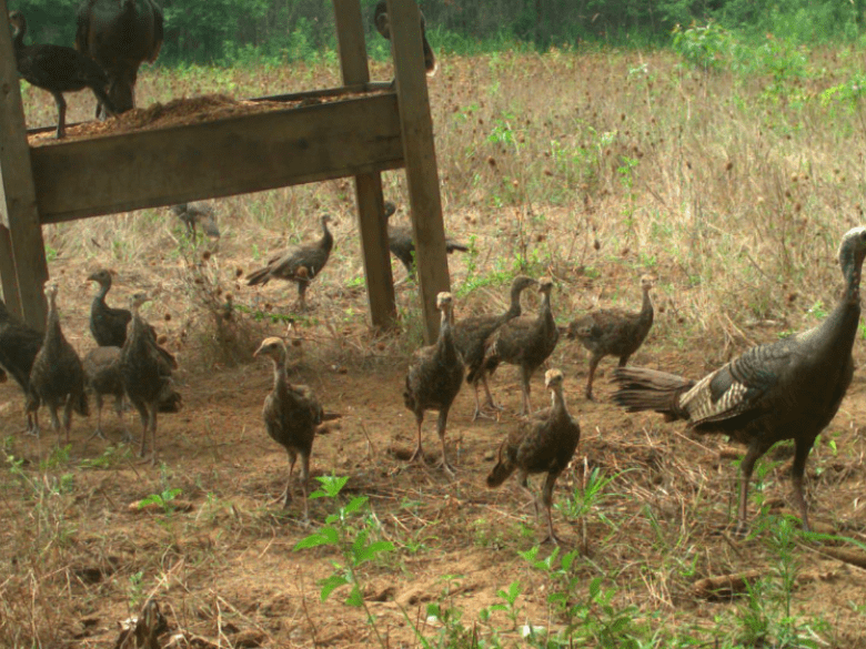 Explore Woods-N-Water: Premier Hunting & Fishing Adventures