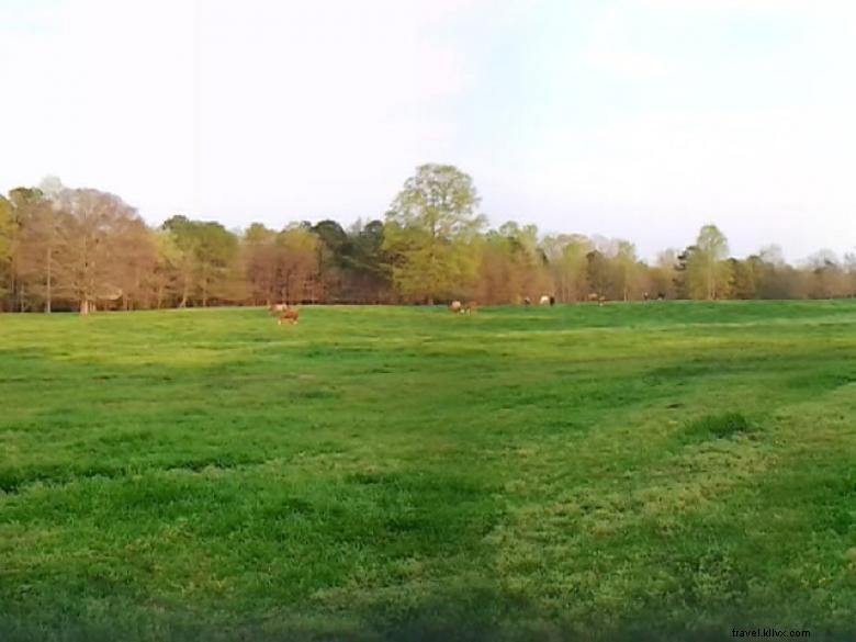 Southern Cross Guest Ranch – Authentic Western Escape with Luxury Comfort