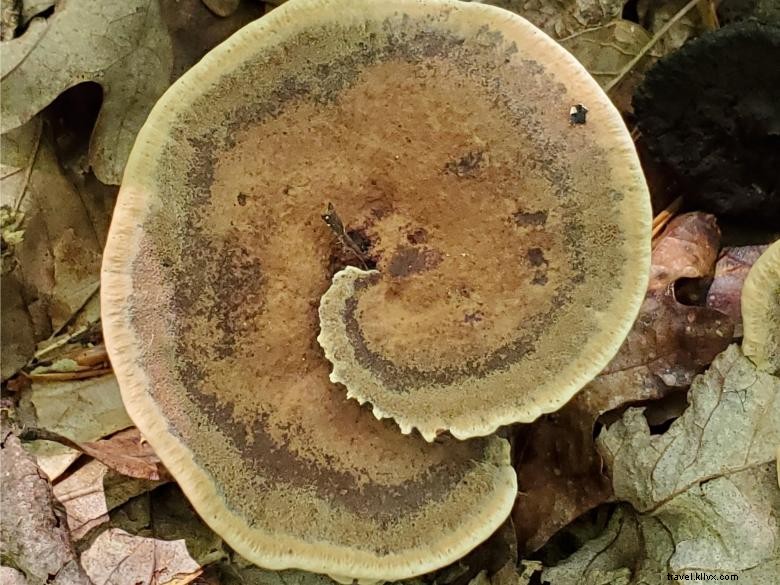 Virtual Science Night: Free Monthly Environmental Education