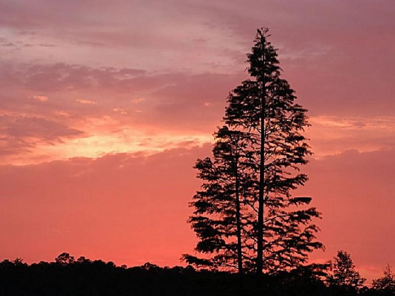 Celebrate Christmas at Laura S. Walker State Park – Hayrides, Caroling, and Holiday Crafts