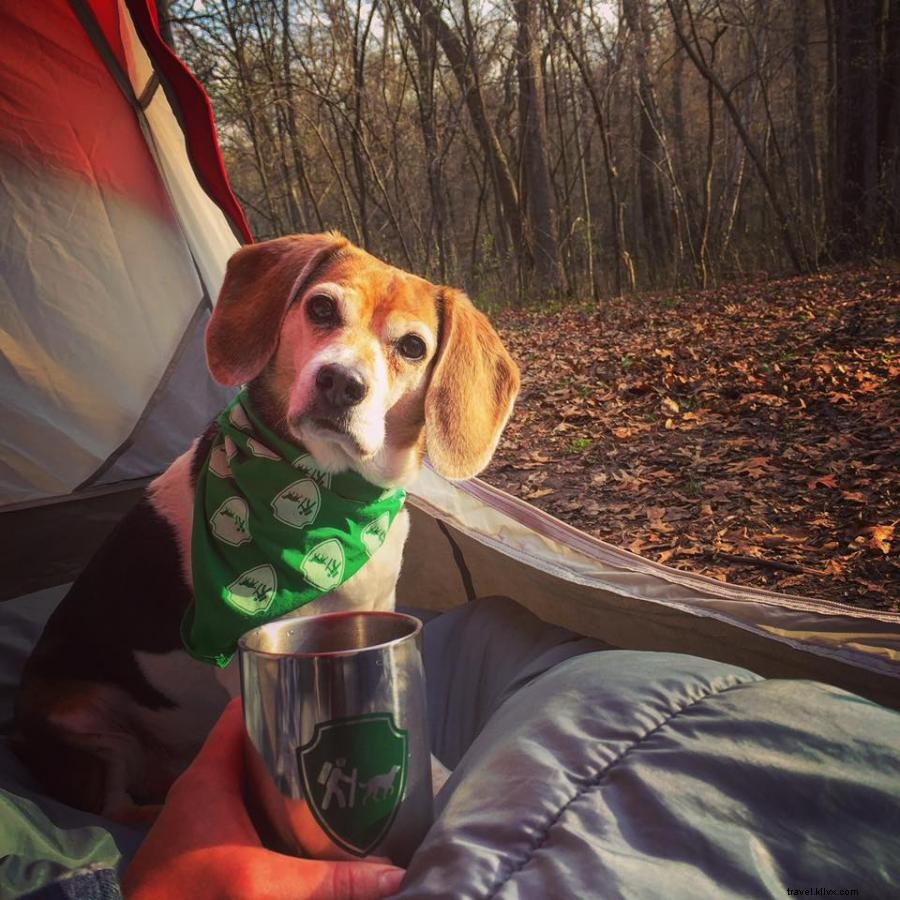 Explore Minnesota’s Best Dog-Friendly Campsites – 5 Top Picks for You & Your Pup