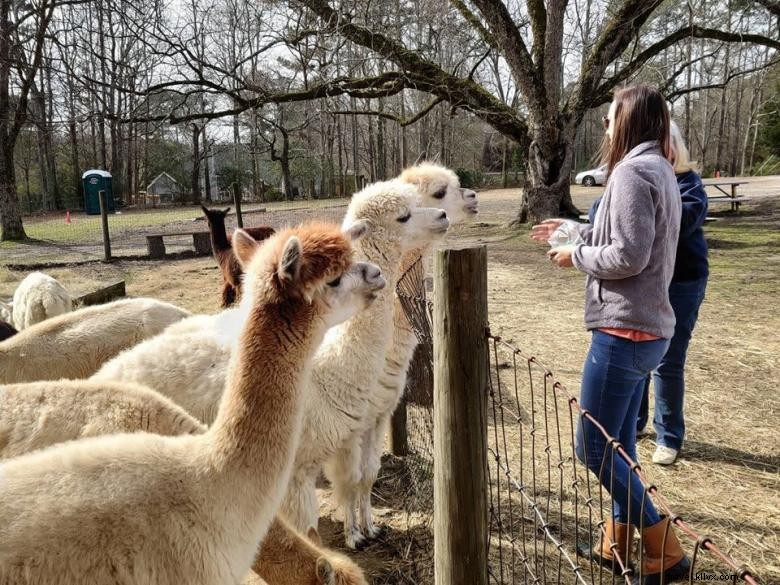 Creekwater Alpaca Farm: Premium Alpaca Care & Tours