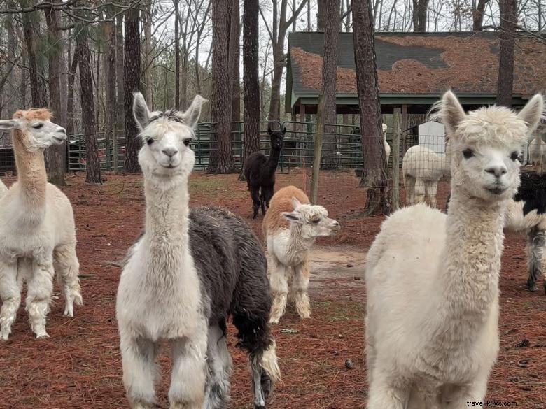 Creekwater Alpaca Farm: Premium Alpaca Care & Tours