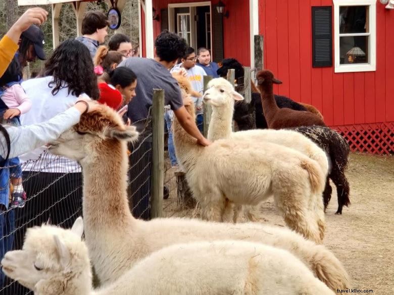 Creekwater Alpaca Farm: Premium Alpaca Care & Tours
