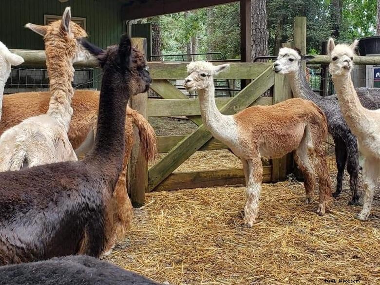 Creekwater Alpaca Farm: Premium Alpaca Care & Tours