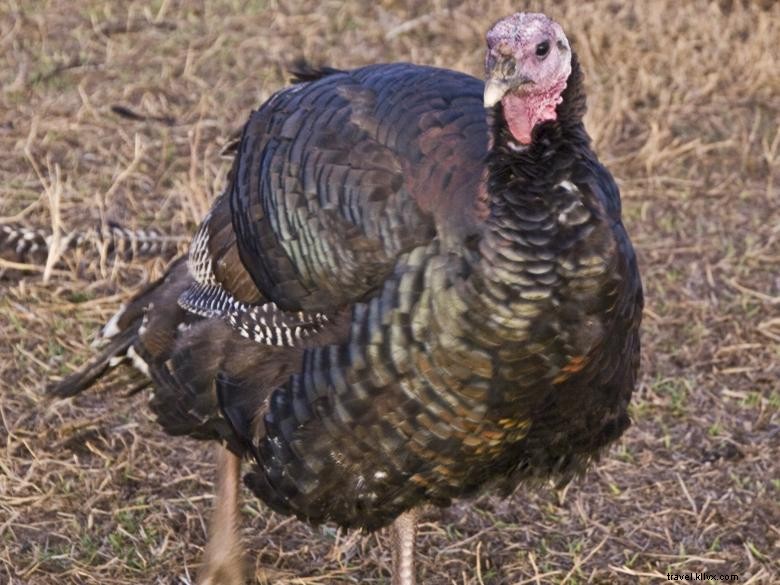 White Oak Pastures: Premium Farm-Fresh Foods