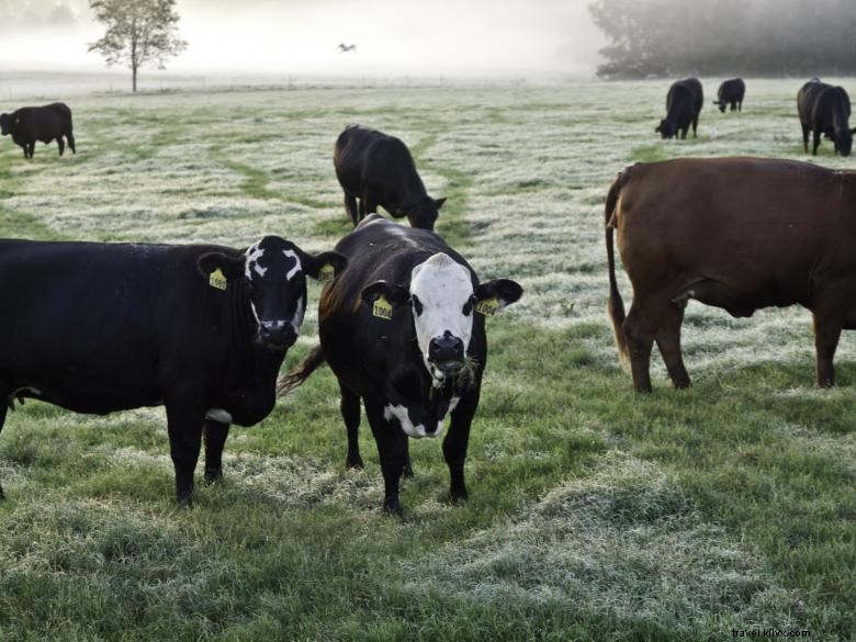 White Oak Pastures: Premium Farm-Fresh Foods