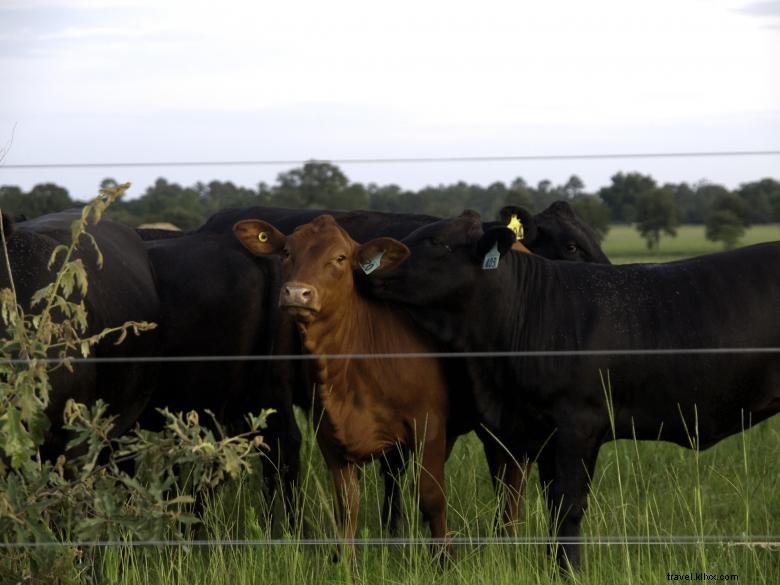 White Oak Pastures: Premium Farm-Fresh Foods