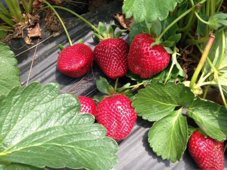 Mitcham Farm: Sustainable Agriculture & Community Roots