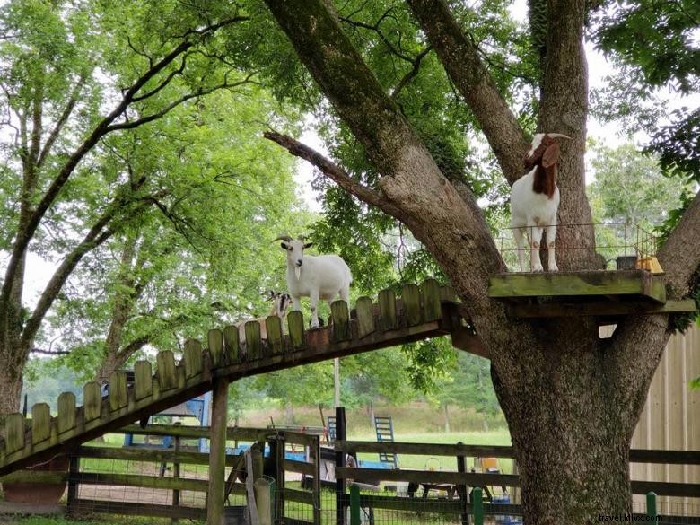 Mitcham Farm: Sustainable Agriculture & Community Roots
