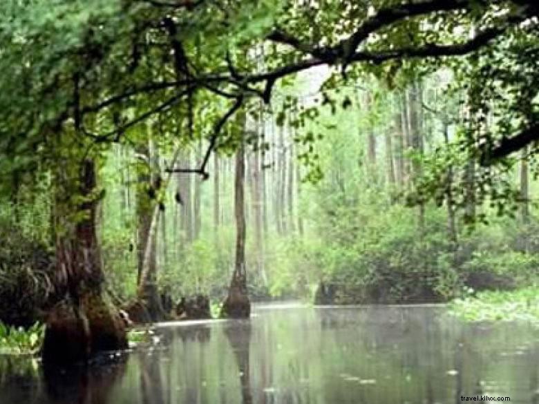 Southeast Wilderness: A Comprehensive Guide to Trails, Wildlife, and Adventure