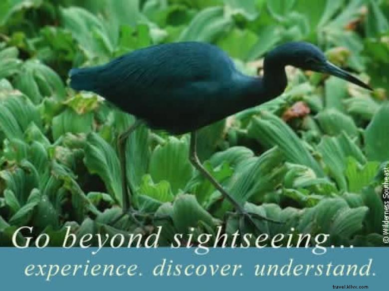 Southeast Wilderness: A Comprehensive Guide to Trails, Wildlife, and Adventure