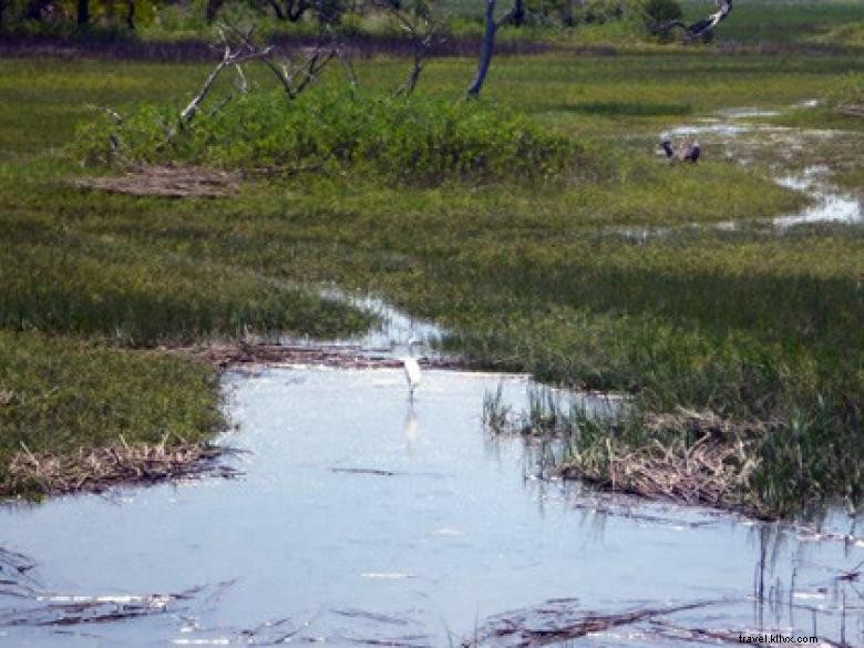 Southeast Wilderness: A Comprehensive Guide to Trails, Wildlife, and Adventure