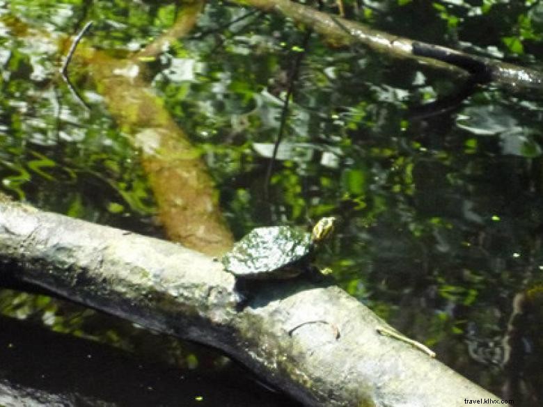 Southeast Wilderness: A Comprehensive Guide to Trails, Wildlife, and Adventure