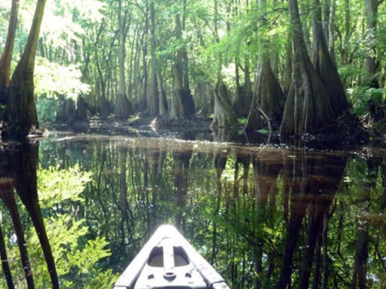 Southeast Wilderness: A Comprehensive Guide to Trails, Wildlife, and Adventure