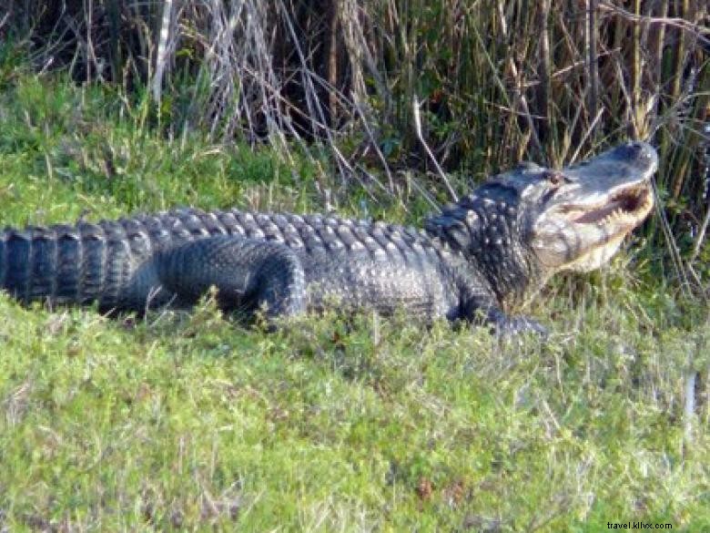 Southeast Wilderness: A Comprehensive Guide to Trails, Wildlife, and Adventure