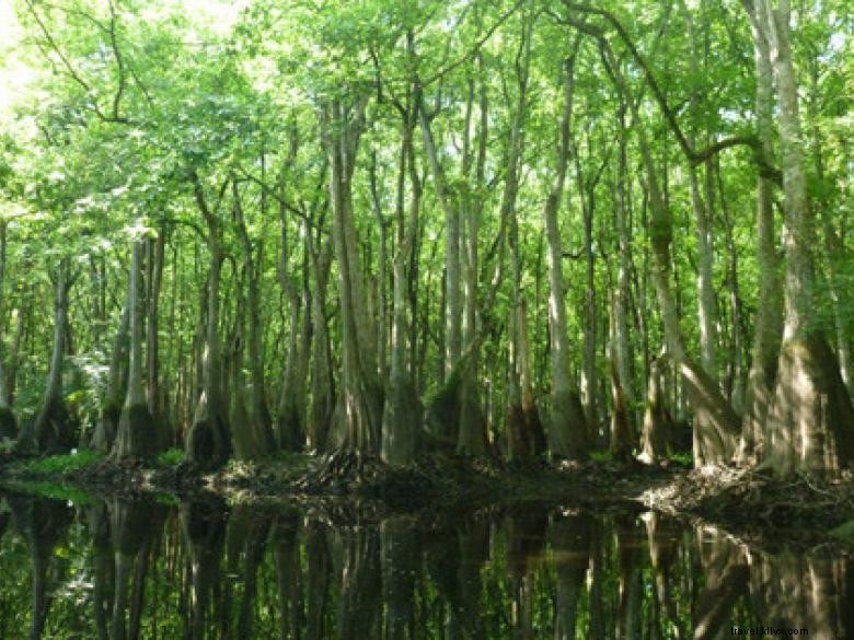 Southeast Wilderness: A Comprehensive Guide to Trails, Wildlife, and Adventure