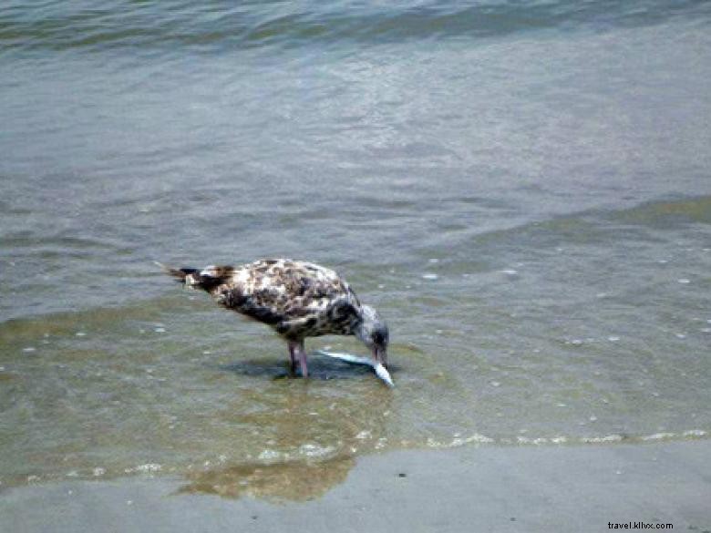 Southeast Wilderness: A Comprehensive Guide to Trails, Wildlife, and Adventure