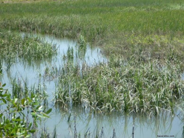 Southeast Wilderness: A Comprehensive Guide to Trails, Wildlife, and Adventure