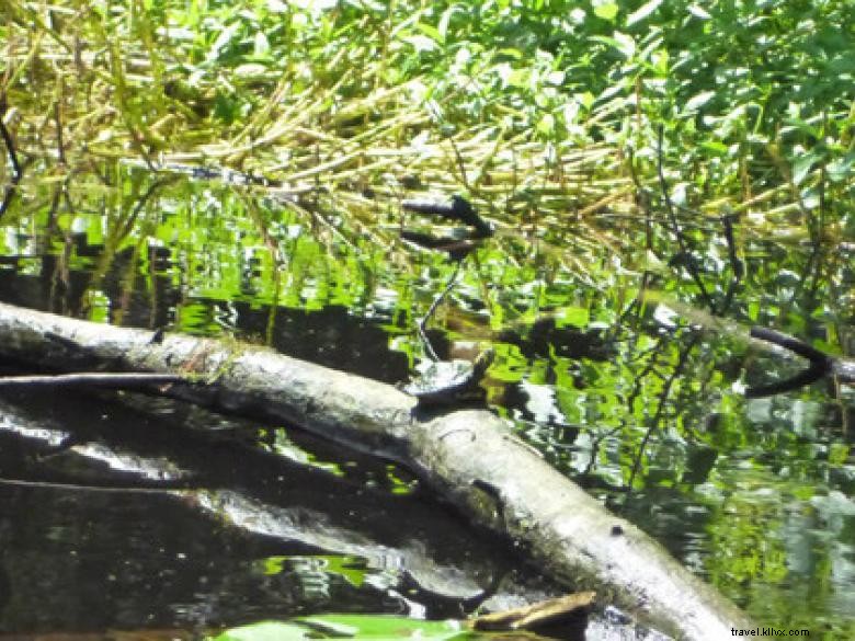 Southeast Wilderness: A Comprehensive Guide to Trails, Wildlife, and Adventure