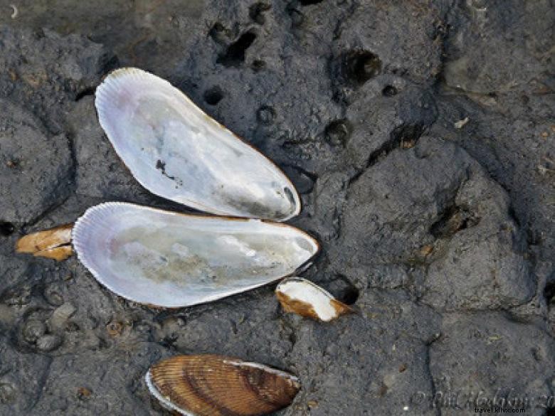 Southeast Wilderness: A Comprehensive Guide to Trails, Wildlife, and Adventure