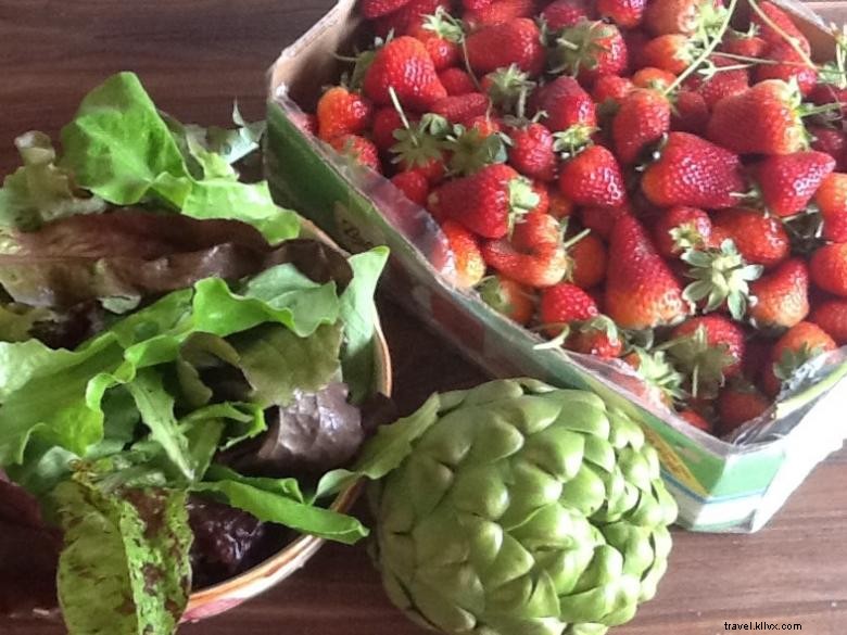 Melon Head Farm – Premium Melons Straight from the Orchard