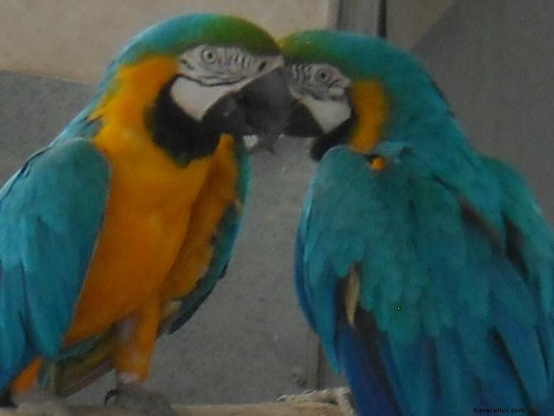 Feathered Friends Forever Rescue & Refuge: Caring for Birds, Animals, and Families