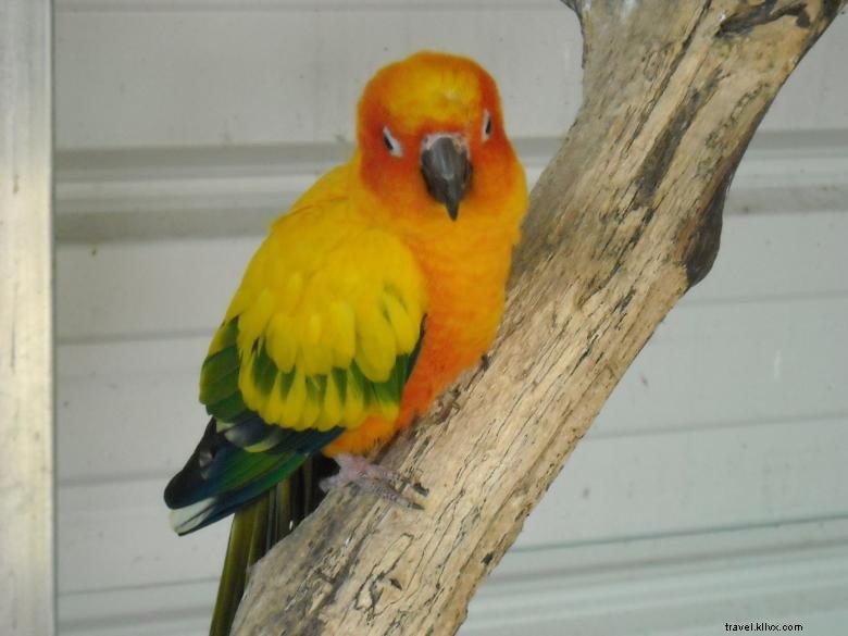 Feathered Friends Forever Rescue & Refuge: Caring for Birds, Animals, and Families