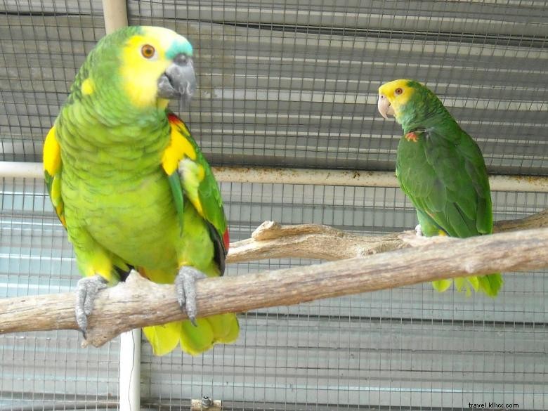 Feathered Friends Forever Rescue & Refuge: Caring for Birds, Animals, and Families