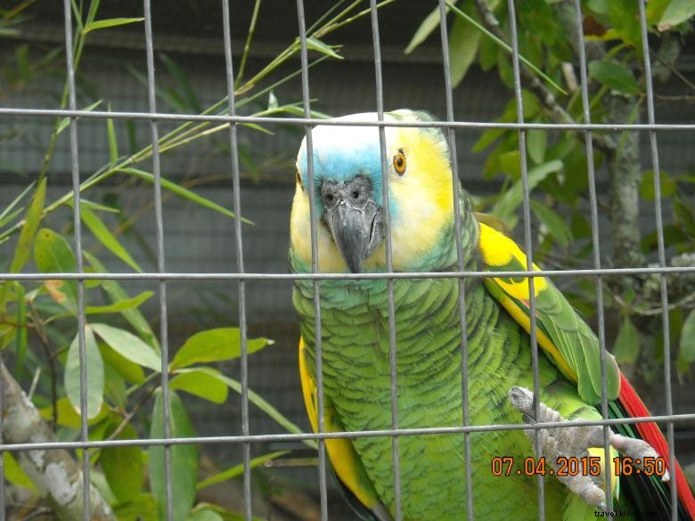 Feathered Friends Forever Rescue & Refuge: Caring for Birds, Animals, and Families