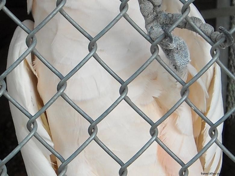 Feathered Friends Forever Rescue & Refuge: Caring for Birds, Animals, and Families