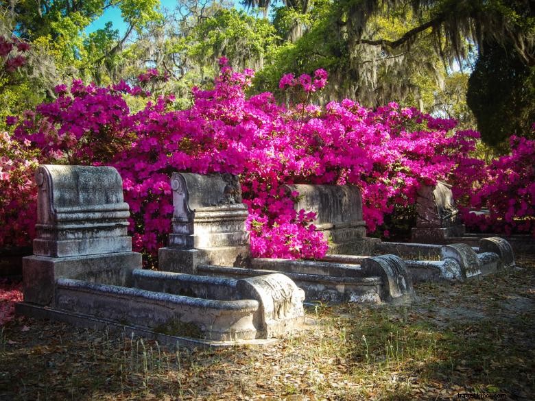 Explore Bonaventure Cemetery with Savannah Dash Tours