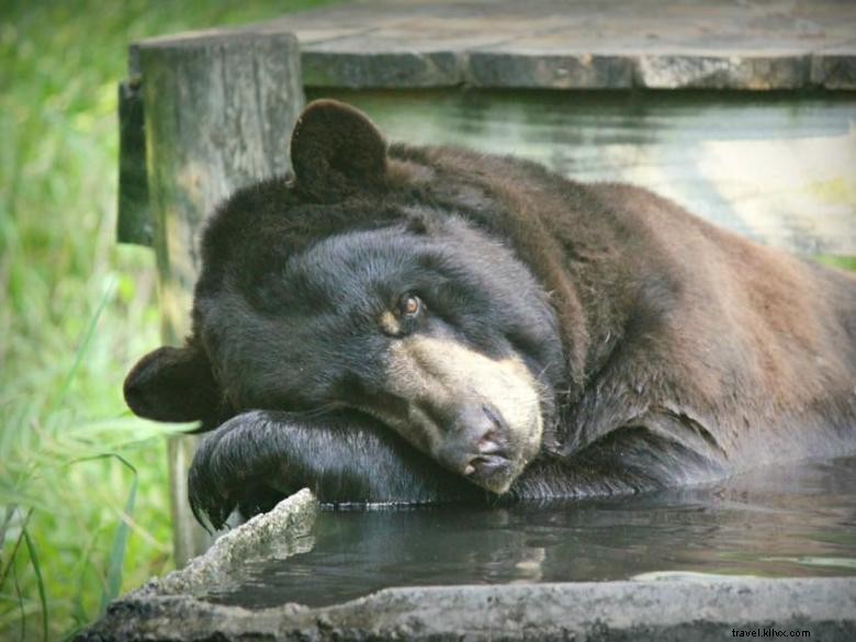 Okefenokee Swamp Park – Scenic Boardwalks, Wildlife Watching & Visitor Center in Georgia’s Largest Swamp