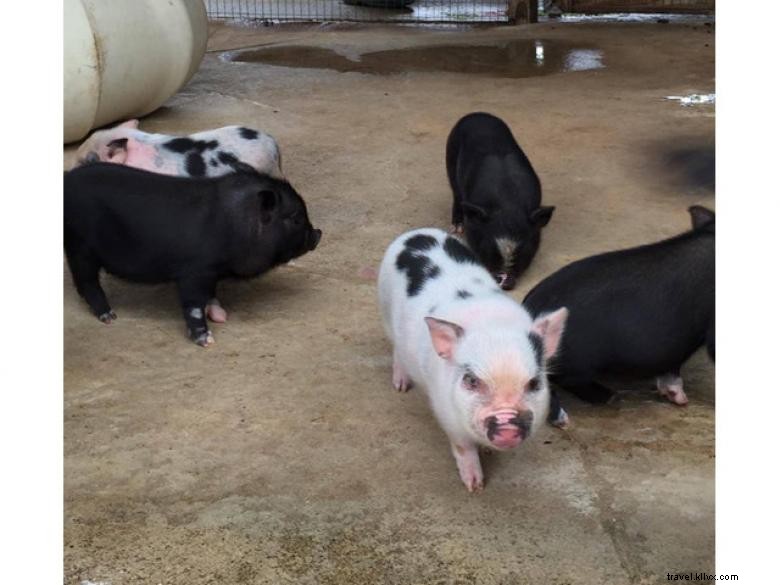 Calhoun Produce, Inc. – Premium Fresh Produce Delivered Straight from the Farm