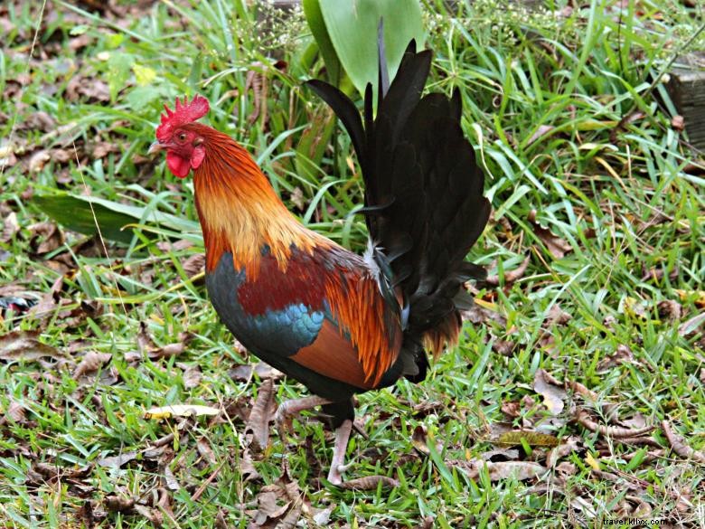 Wild Chickens of Fitzgerald: A Captivating Look at Local Avian Beauty