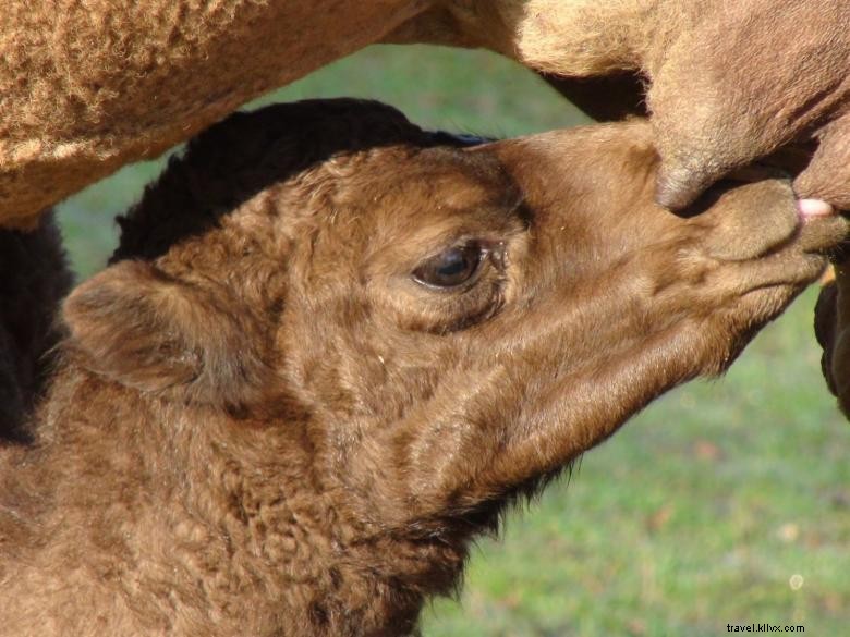 Pettit Creek Farms – Explore the Ultimate Farm Adventure