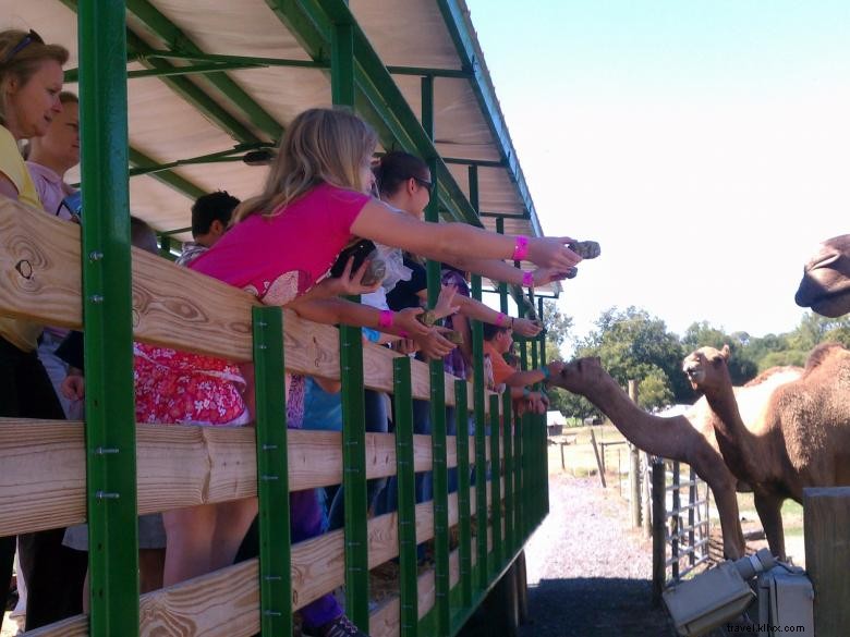 Pettit Creek Farms – Explore the Ultimate Farm Adventure