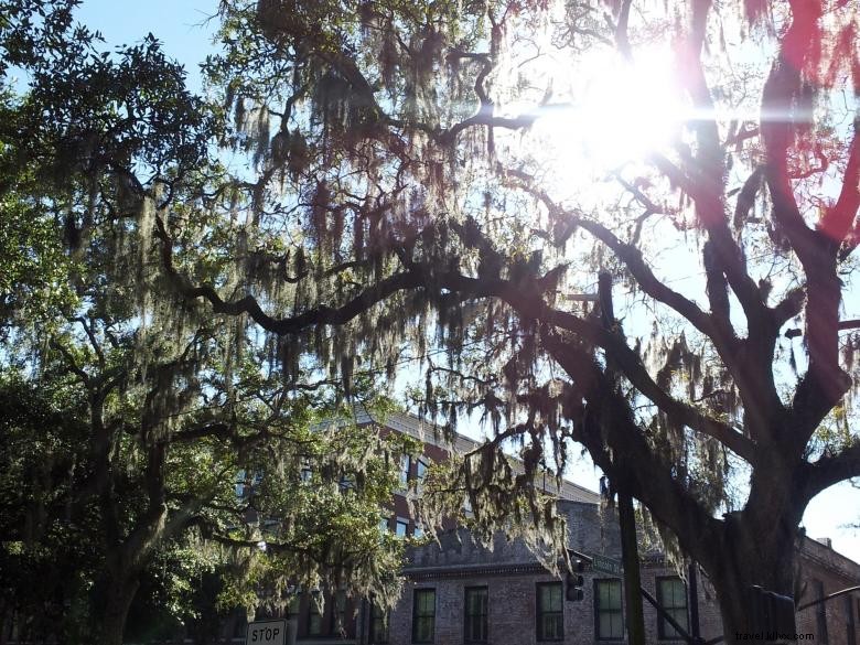 Savannah Taste Experience: Guided Food Tours for Authentic Cuisine