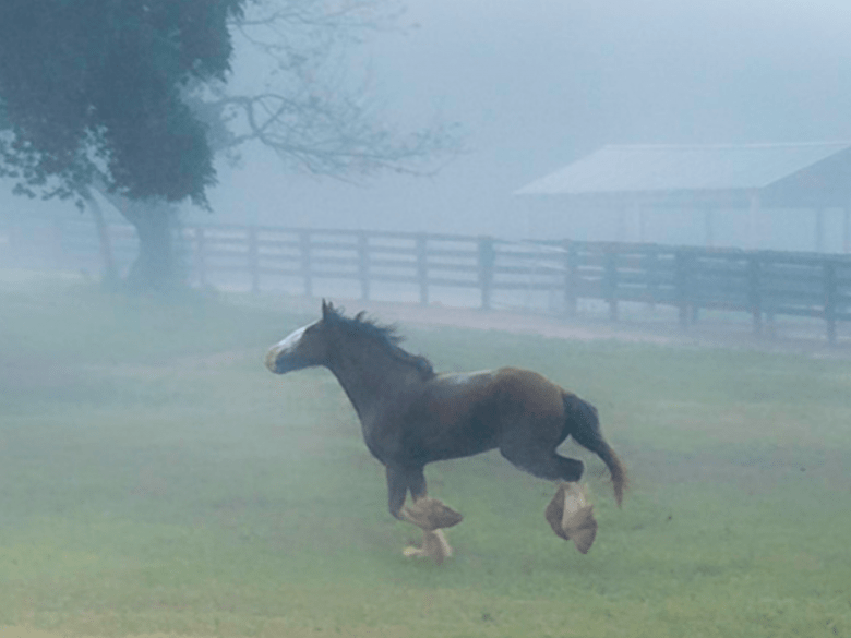 Classic City Clydesdales: Premium Horse Farm Tours