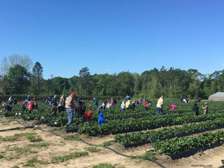 Southern Grace Farms: Sustainable Organic Farming in the South