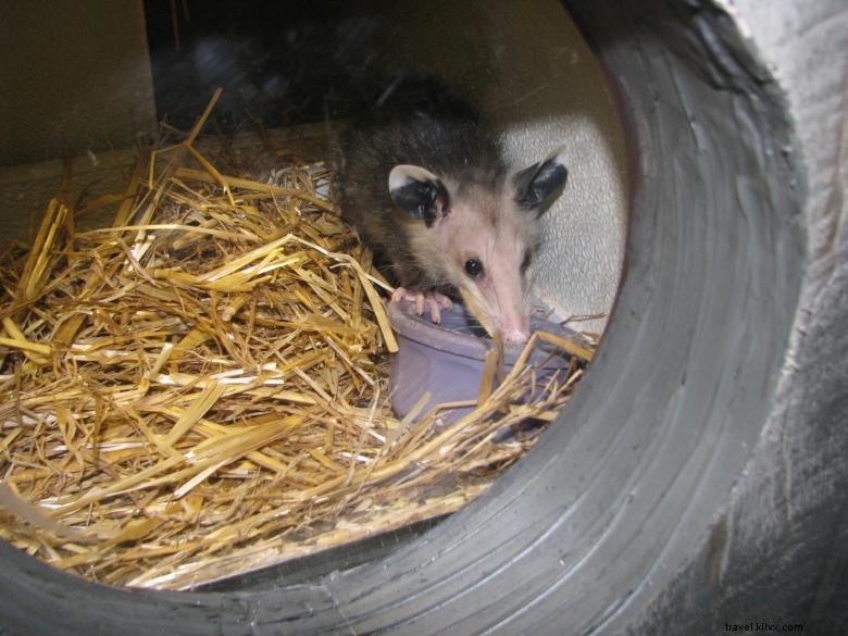 Chattahoochee Nature Center: Explore River Watershed & Native Wildlife