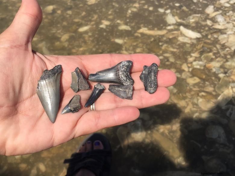 Explore Turtle Tides: Premium Rentals & Tours in Jekyll