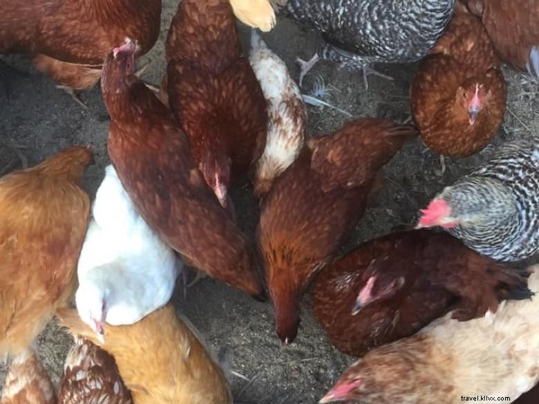 Six Acres Farm Rescue: Reviving Sustainable Agriculture