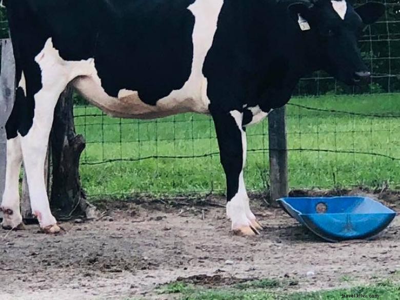 Six Acres Farm Rescue: Reviving Sustainable Agriculture