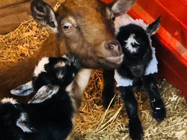 Six Acres Farm Rescue: Reviving Sustainable Agriculture