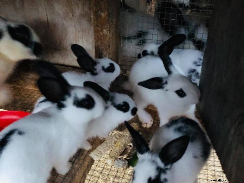 Six Acres Farm Rescue: Reviving Sustainable Agriculture