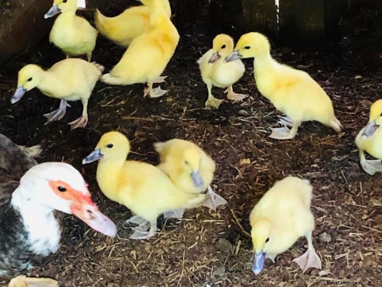 Six Acres Farm Rescue: Reviving Sustainable Agriculture