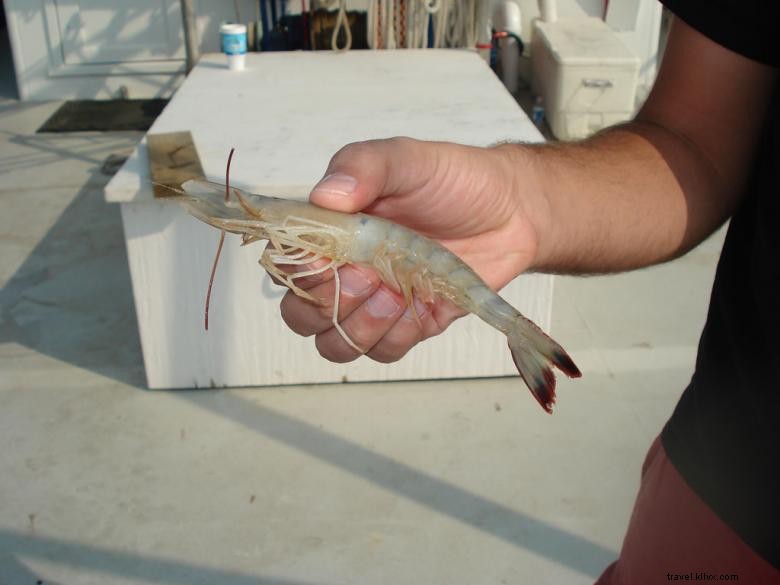 Explore Lady Jane Shrimpin Excursions: Fresh Seafood & Sharks Experience